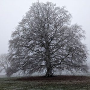 Tree in winter