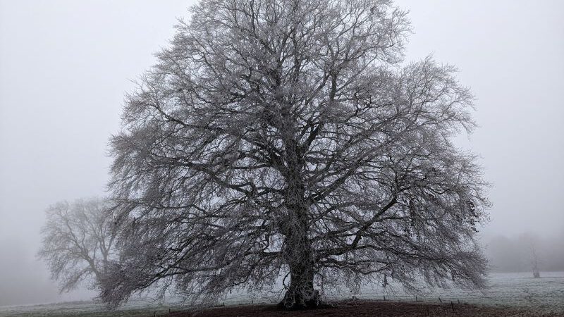 Tree in winter