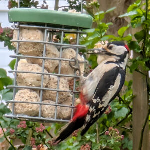 Woodpecker