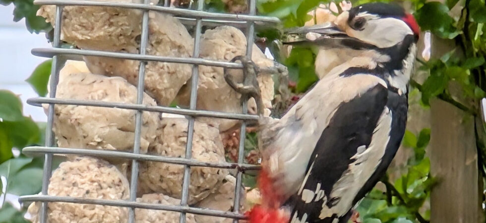 Woodpecker